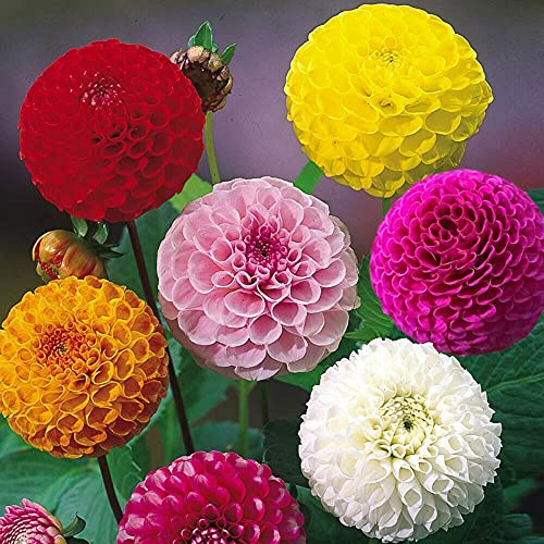 Dahlia Pompon Double Mixed Flower Seeds, Beautiful Multi-Coloured Flowers for Home Garden Seeds ing Seeds, Pack of 60 Seeds by Heavy Torch: Only seeds