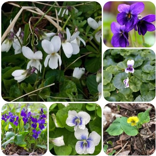 Semi di viola profumati, copertura del terreno, perenne Viola odorata, semi biologici del giardino 200pcs