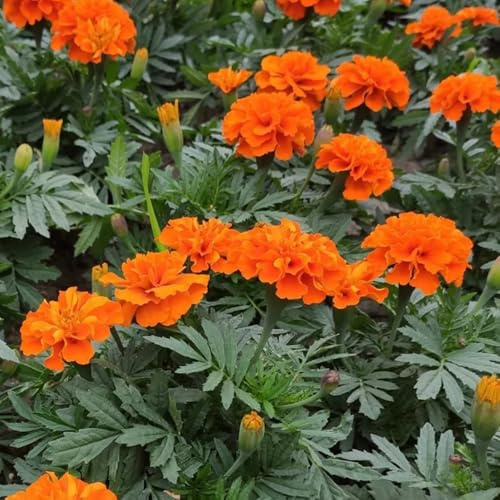 Semillas de caléndula, de jardín resistentes Tagetes erecta de semillas de como para invitados semillas de cobertura del suelo 300pcs