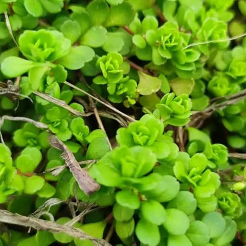 Semillas de sedum para techos verdes Mini reales, para en bancal elevado de sedum resistentes, orgánicas perenne 90pcs