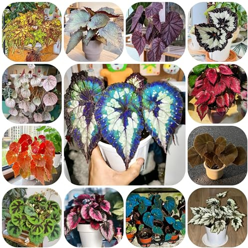 begonia de ornamentales begonias balcón de en Decoraciones otoñales un jardín resistente oficina hoja ornamentales 550semillas