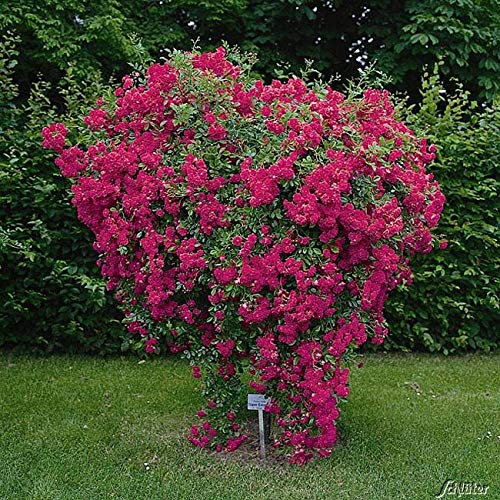 Kletterrose Super Excelsa in Pink bis Rot - Kletter-Rose winterhart - Pflanze für Rankhilfe als Wurzelware von Garten Schlüter - Pflanzen in Top Qualität