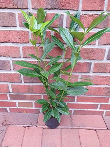 20 Stück Prunus laurocerasus 'Caucasica' (Höhe: 50-60 cm/Topfvolumen: 1,3 Liter), Hecke, immergrün, Kirschlorbeer