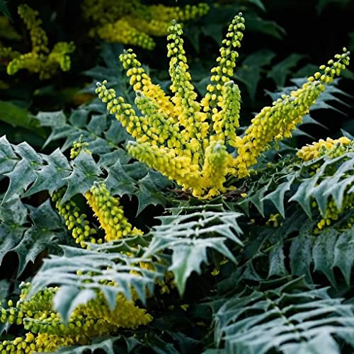 Mahonia Media Evergreen 9cm Pot - DensePrivacy Shrub Plant Outdoor Landscaping Garden Decoration Yellow Flower (2 Plants)