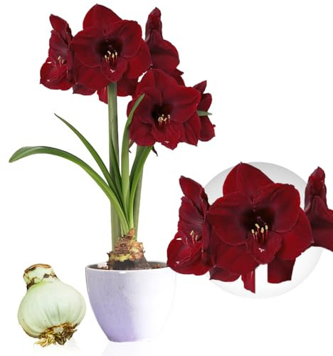 Bulbi di Amaryllis Benfica - 1 bulbi fiori in grande formato 26/30 - Piante e fiori esclusivi dall'Olanda - Autentici Hippeastrum (senza semi, senza cera e non artificiali)