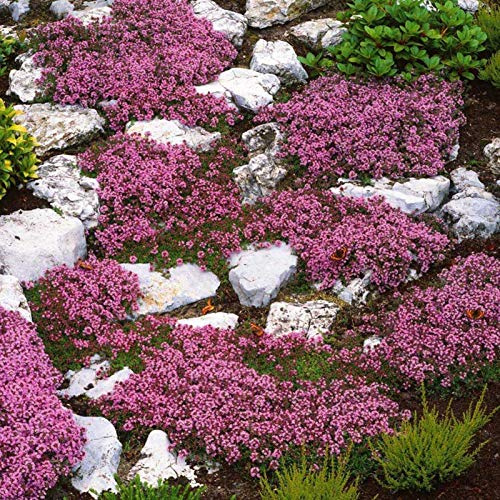 500 pièces Thym Serpolet Couvre Sol, Graines de Thym Rampant, de graines de Fleurs faciles à Planter Multicolores graines de thym rampantes Outil de Jardinage (Jaune)