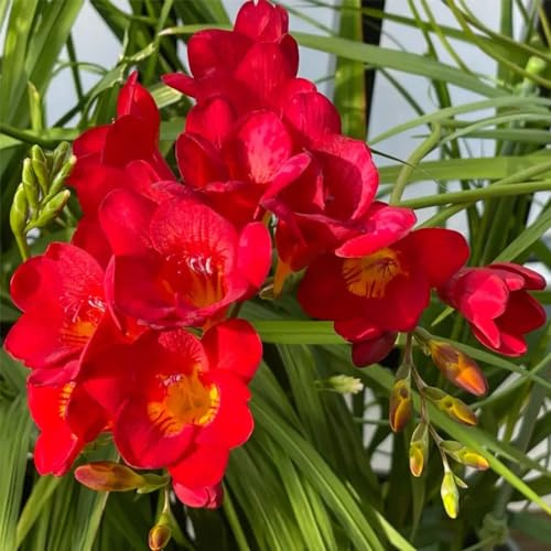 fresien blumenzwiebeln seltene frühlingsblüher lange blütezeit wildblumen balkonblumen winterharte garten balkonblumen blumenzwiebeln frühblüher frühlingsblumen geschenk garten 10zwiebeln