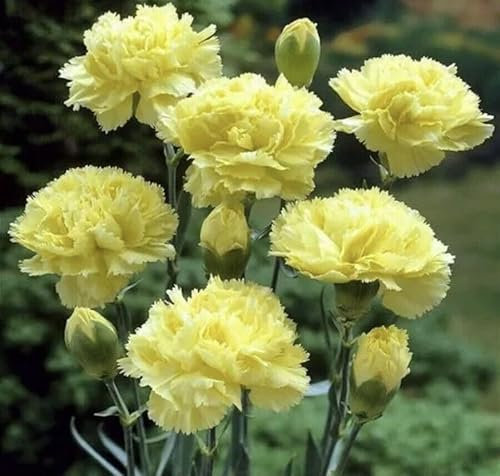 Buy4seeds 20 Dianthus Chabaud Yellow Carnation - Perennial Seeds Easy for Grow Garden
