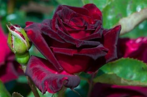 Garden Center Shop | Rosal Perla Negra 2 L | Rosa Híbrida Té de Flor Rojo Oscuro Aterciopelada | Rosa Ornamental para Jardín, Terraza o Maceta | para plantacion listas para enraizar | flor gorda