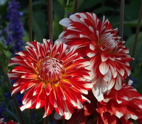 Dahlienknolle : Dahlia - Dahlie Dekodahlie  Red Rock  1 Knolle/Rhizom