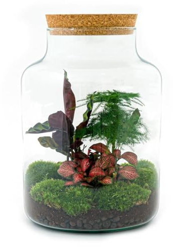 Exotenherz Flaschengarten Milky - DIY Pflanzenterrarium - 30 cm hoch - mit Calathea-Pflanze