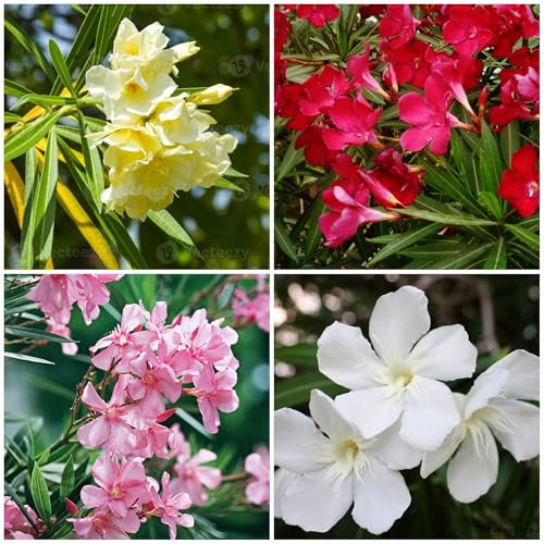 Graines de fleurs de laurier-rose 100pcs mélangées