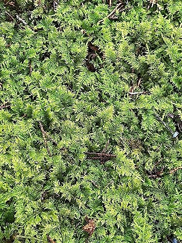 Living Mixed Moss Perfect for terrariums, Bonsai and kokedamas 9x12 Sheet