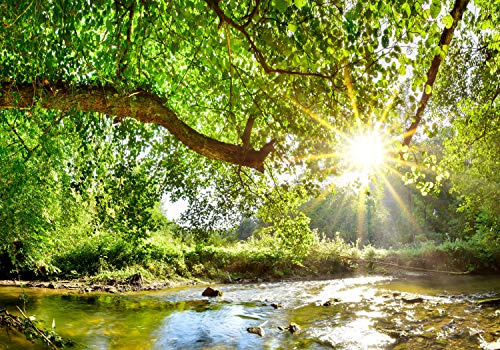 wandmotiv24 Fototapete Wald mit Fluss, L 300 x 210 cm - 6 Teile, Wanddeko, Wandbild, Wandtapete, Baum, Sonne, Blätter M5757