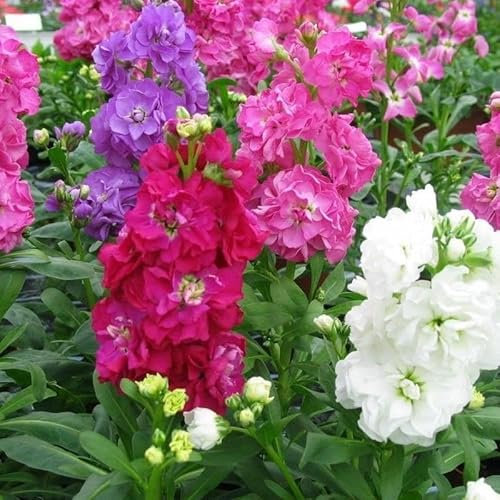 Giroflée quarantaine en mélange - Matthiola incana 100 Graines