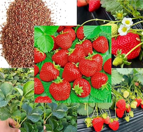 250PCS Wild Strawberry Seeds Sweet Fruit Fragaria Virginiana Winter Hardy Strawberry Seeds