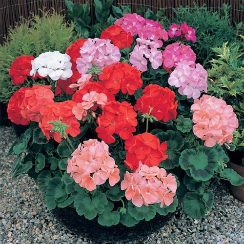 colgantes de geranio - semillas de jardín decorativas perennes resistentes decorativas semillas interior 100pcs