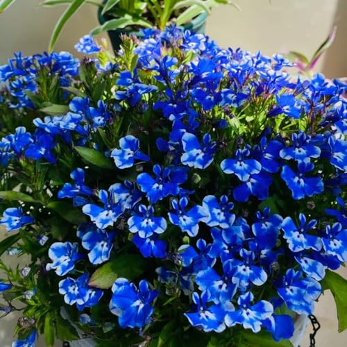 semillas de lobelia colgantes de jardín, lobelia decorativas resistentes para balcón resistentes al aire libre 300pcs