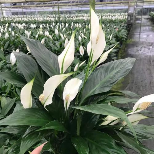 Semi di giglio pace - prodotti sostenibili Spathiphyllum kochii - da interno per il soggiorno serre da balcone resistenti all'esterno vecchie varietà 50pcs