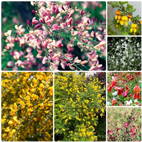 semi resistenti di ginestra - giardino 500pcs