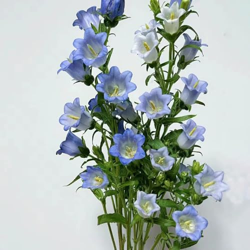 Semi di campanula, semi di selvatici resistenti vecchie varietà resistenti per giardini rocciosi come bomboniera decorazioni giardino 800pcs