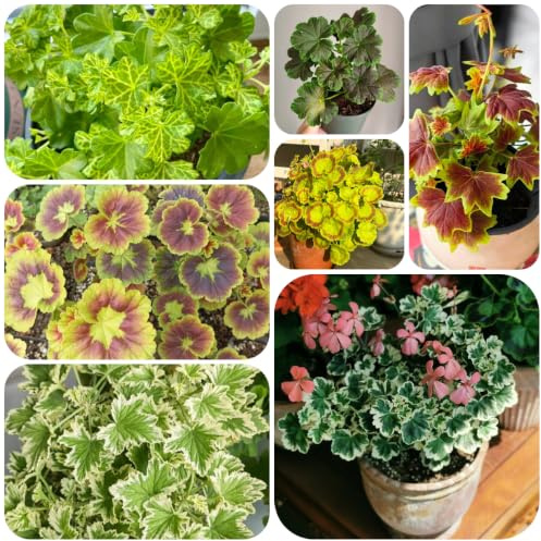 geranio de pie hermosas Decoraciones jardines exteriores sombra 30semillas