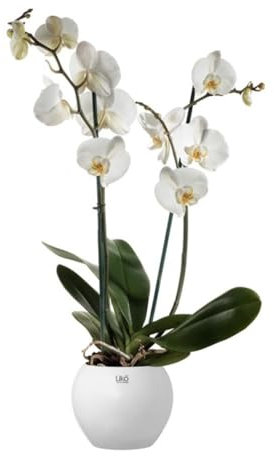 6 PEZZI VASO CASPO' SFERA 16x13 cm colore BIANCO