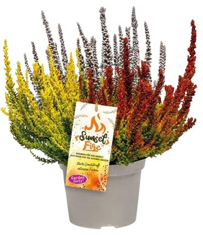 Calluna Natural - Planta Arbustiva y Resistente - Mix de Colores