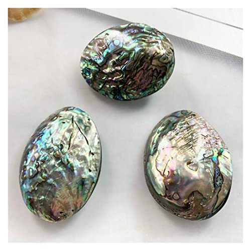 CZAOINCU Raumdekoration 10 Stück natürliche Abalone Muschel Halskette Anhänger Schmuck Ornamente Dekoration (Size : No Hole)