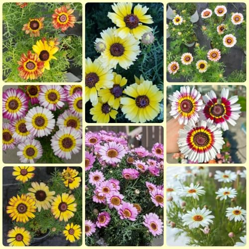 Wucherblume, exotische Chrysanthemum carinatum, blumensamen geschenk bienenwiese gartensamen blumenwiese mehrjährig winterhart 200Samen