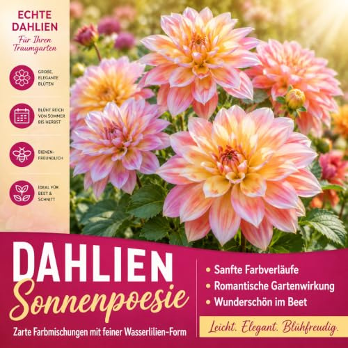 Dahlien-Schick, Exklusive Geschenke-Geeignet Für Neueinsteiger, Kunst Design, Hochwertige Dekoration-2zwiebeln-E