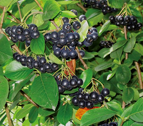 Dehner Apfelbeere Aronia Viking, schwarze Früchte, ca. 40-60 cm, 3 l Topf | Aronia melanocarpa, selbstbefruchtender Beerenstrauch, robust und frosthart, Erntezeit August/September