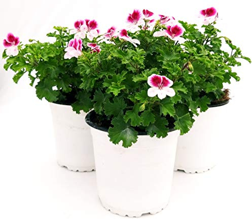 POWERS TO FLOWERS - GERANIO IMPERIALE ANGEL EYES PELARGONIUM, 3 PIANTE, piante vere