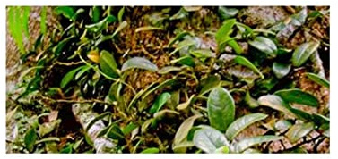 Stk - 10x Ficus punctata Kletterfeige Baum Garten Pflanzen - Samen ID1337 - Seeds & Plants Shop by Ipsa