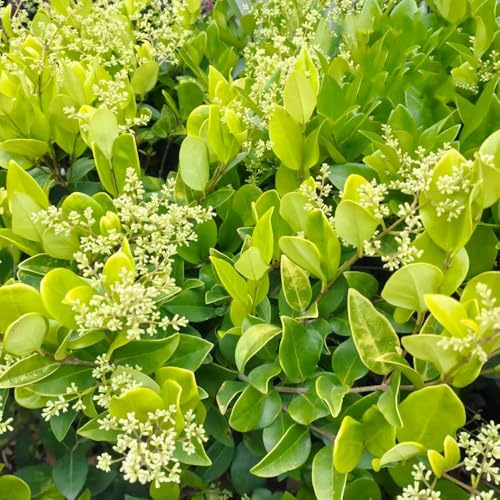 ligustro da appartamento che purificano l'aria ligustro semi di tappezzanti decorazioni da giardino resistenti mini giardino rialzato interno decorazione autunnale 350semi