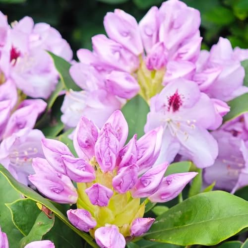 semillas de rododendro semillas de del balcon jardin herbáceas las trepadoras son resistentes balcón 160pcs