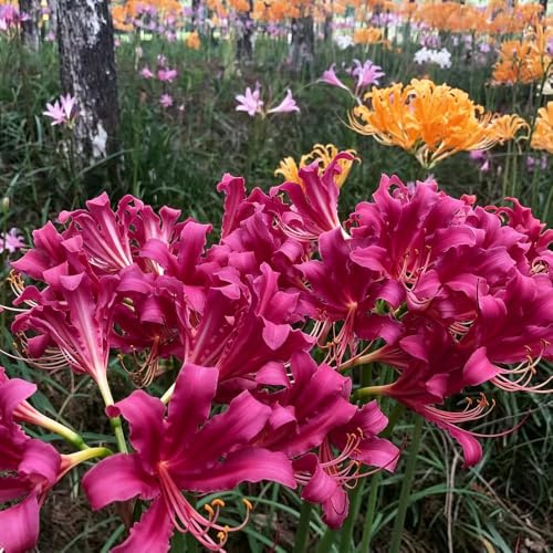 Lirio araña - Lycoris radiata jardín balcón Parterres elevados 4bulbos