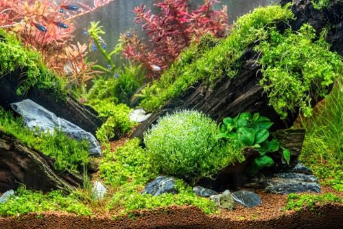 PondPlantsUK - Mixed Amount of Tropical Aquatic Plants No Lead (50 Weighted Live Aquarium Plants (10 Bunches))
