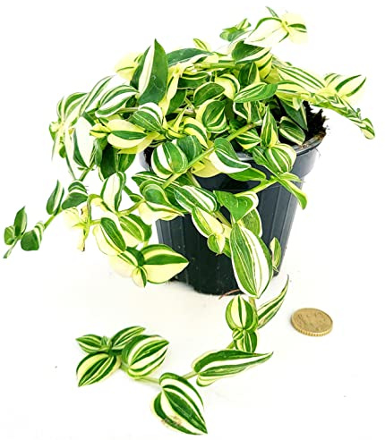 POWERS TO FLOWERS - TRADESCANTIA FLUMINENSIS YELLOW VASO 12CM DIAMETRO, pianta vera