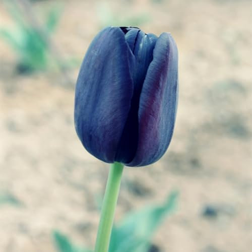 Seltene, Mysteriöse magische Glühbirne,Lebende Pflanzen, Mehrjährige Blumenzwiebel ist winterhart,Exotisch,Winterhart pflanzen,Blumenzwiebel Mix-3 Seltene tulpen zwiebeln