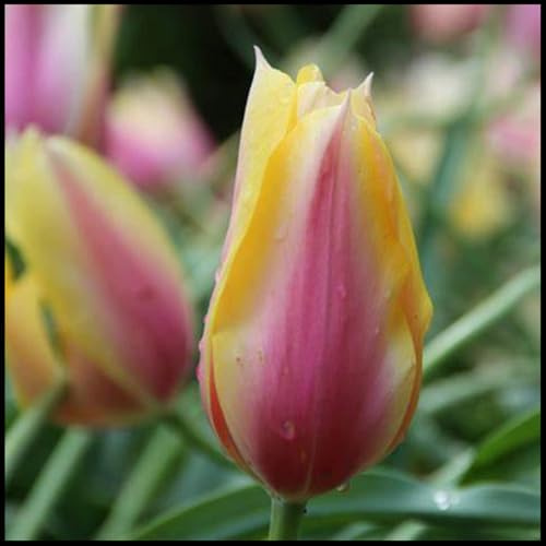 Mysteriöse magische Glühbirne, 2025 Winterhart pflanzen, Mehrjährige Blumenzwiebel ist winterhart,Winterhart zwiebeln -3 Tulpen Zwiebeln -I