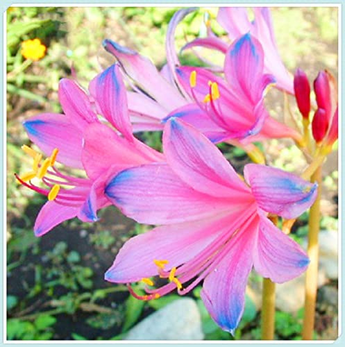 Lycoris Radiata Bulbi - Robusti, Naturali, Freschi, Compatti, Vitali-5 Bulbi