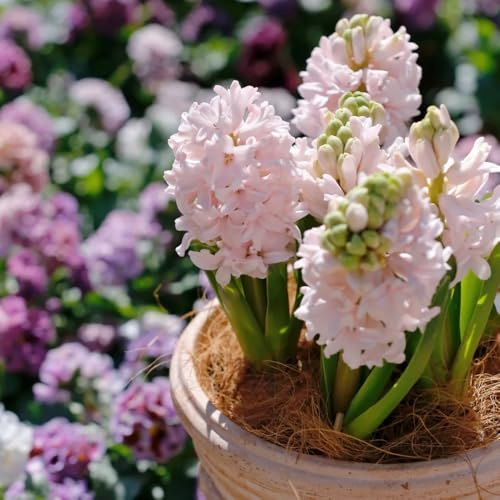 5zwiebeln hyazinthen - blumenzwiebeln mehrjährig winterhart, frühlingsblumen hyazinthen winterharte garten, balkon geschenke