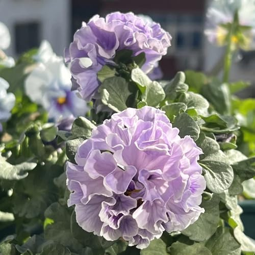 semi viola cornuta - giardino tetti verdi balcone vaso 2000pcs