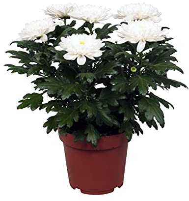 DECOALIVE 8436601570628 Margarita Flor Planta Natural de Interior Plantas con Flores de Colores Surtidos, 30cm