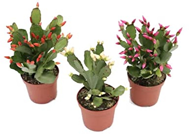 DECOALIVE Cactus de Navidad Pack de Tres Unidades Naturales (8436601575920)