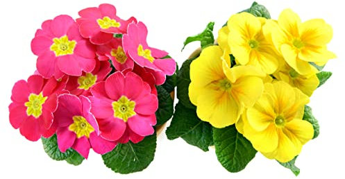 Primula Plants, 'Winter Colour Mix', 6 x Full Plant Pack, Winter Bedding Plants, Garden Flowers, Garden Ready and Ready to Plant, Premium Quality Flowers