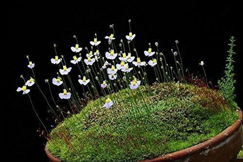 Utricularia Bisquamata sudafricano vescica carnivora 10 Semi