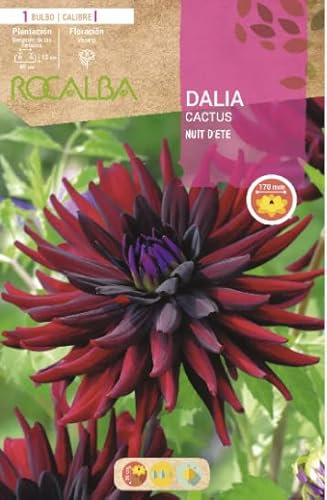 Peyca Bulbo de flor variedad Dalia cactus nuit d'ete 1 unidad - Rocalba