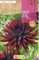 Peyca Bulbo de flor variedad Dalia cactus nuit d'ete 1 unidad - Rocalba